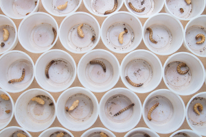 Larvae from Next Millennium Farms (Courtesy of Fast Company)